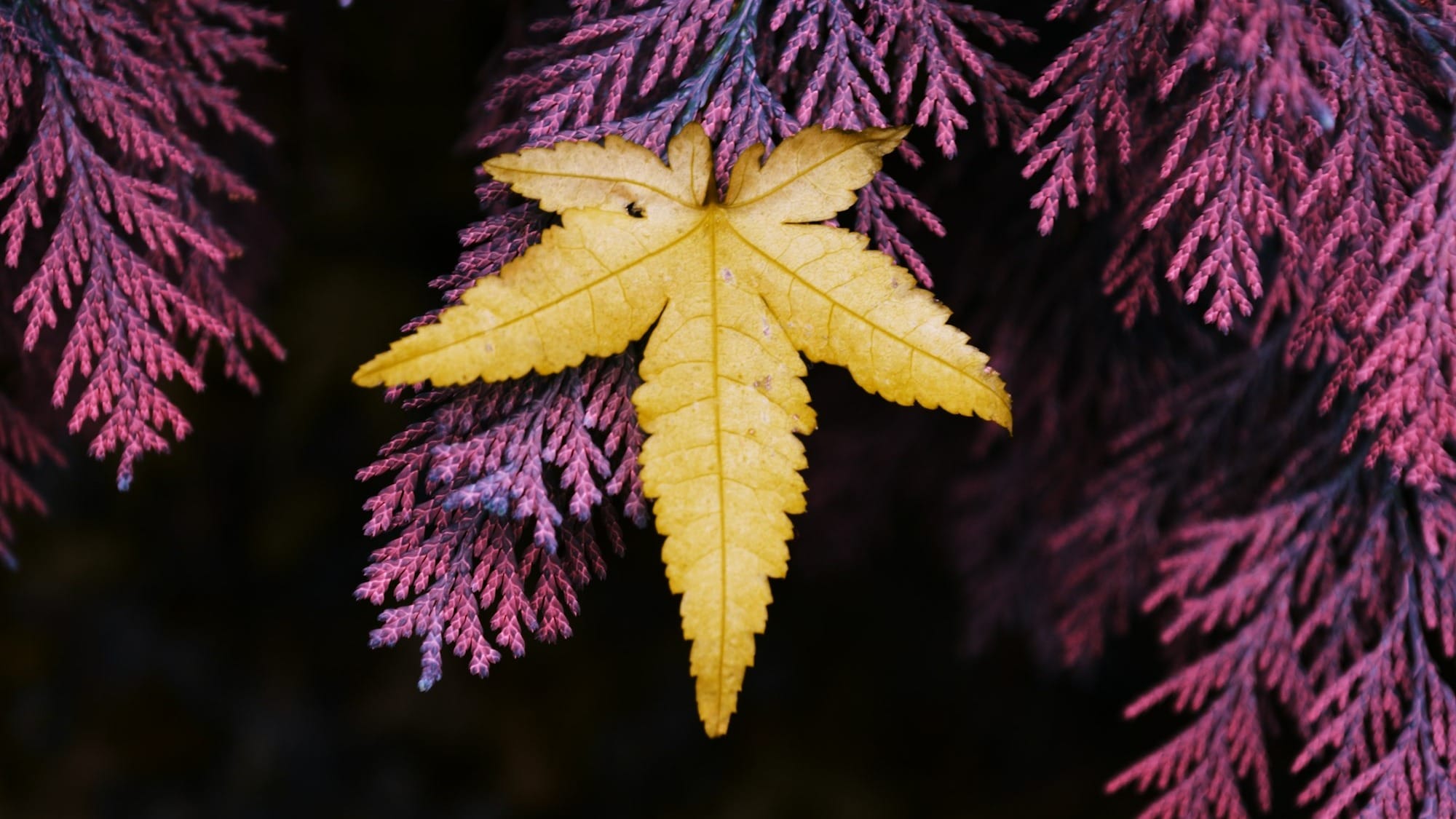 a yellow leaf hanging from a purple tree